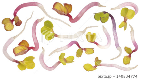 Radish microgreens isolated on white background with clipping path, falling fresh organic sprouts, healthy food concept Radish microgreens isolated on white background with clipping path, falling fresh organic sprouts, healthy food concept 140834774