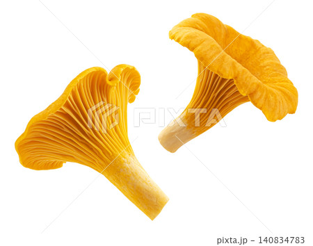 Fresh chanterelle mushrooms isolated on white background with clipping path Fresh chanterelle mushrooms isolated on white background with clipping path 140834783