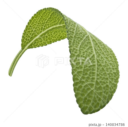 Sage leaves fresh green herb isolated on white background with clipping path Sage leaves fresh green herb isolated on white background with clipping path 140834786