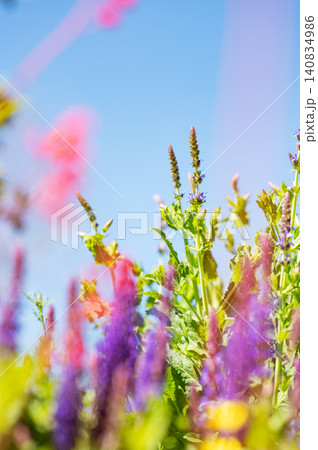 Purple salvia flowers blooming in sunny garden with natural bokeh 140834986