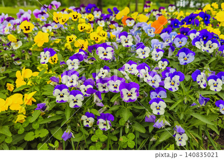 Vibrant pansies bloom in a colorful garden bed Vibrant pansies bloom in a colorful garden bed 140835021