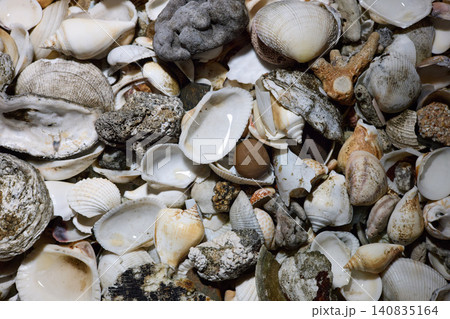 close view of empty shells of different sizes, without people 140835164