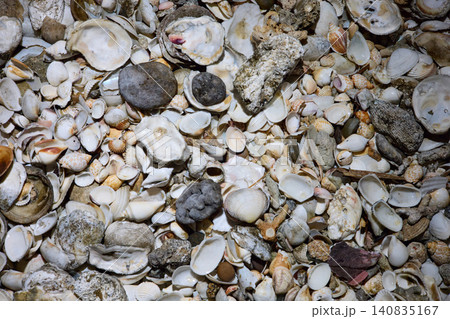 close view of empty shells of different sizes, without people close view of empty shells of different sizes, without people 140835167
