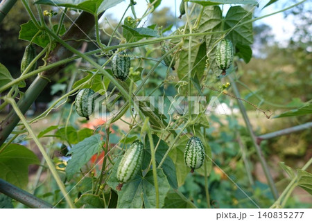 Cucamelon fruit growing on a vine in a garden 140835277