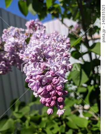Lilac flowers on the bushes. Lilac flowers on the bushes. 140835325