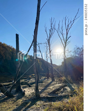 Dry tree trunks standing in a marshy forest landscape with lens flare. Dry tree trunks standing in a marshy forest landscape with lens flare. 140835332