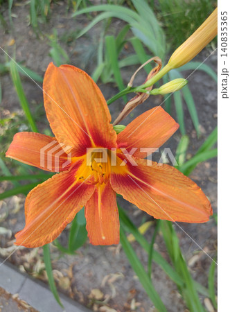 Hemerocallis fulva beautiful pink flower in the garden Hemerocallis fulva beautiful pink flower in the garden 140835365
