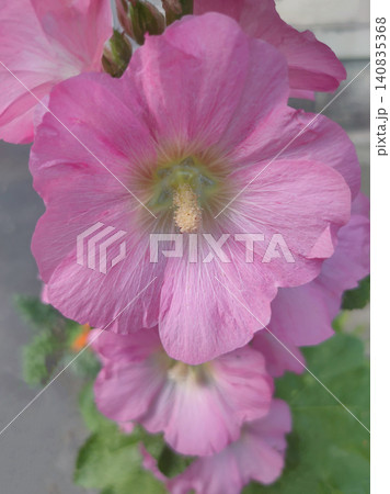 Alcea rosea - Ordinary hollyhock in a park in cologne in summer Alcea rosea - Ordinary hollyhock in a park in cologne in summer 140835368