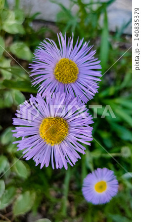 A bee on a flower of Erigeron speciosus. A variety of daisy, probably the blue variety A bee on a flower of Erigeron speciosus. A variety of daisy, probably the blue variety 140835379