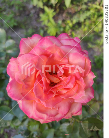 A hybrid tea rose that resembles the 'Chicago Peace' or 'Frenesie' varieties in its characteristics, distinguished by their brightly colored petals. A hybrid tea rose that resembles the 'Chicago Peace' or 'Frenesie' varieties in its characteristics, distinguished by their brightly colored petals. 140835381
