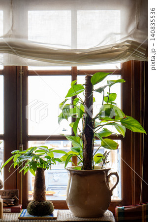 Green houseplants thriving on a sunny window sill indoors Green houseplants thriving on a sunny window sill indoors 140835536