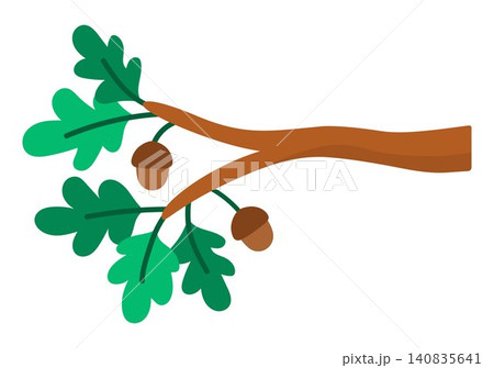 Vector cartoon oak twig icon. Forest tree branch with acorns and green leaves. Woodland plant part illustration. Greenery picture, coloring page isolated on white background Vector cartoon oak twig icon. Forest tree branch with acorns and green leaves. Woodland plant part illustration. Greenery picture, coloring page isolated on white background 140835641