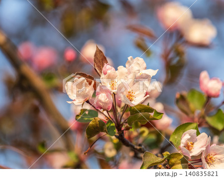 Fresh pink flowers of a blossoming apple tree with blured background 140835821