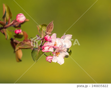 Fresh pink flowers of a blossoming apple tree with blured background Fresh pink flowers of a blossoming apple tree with blured background 140835822
