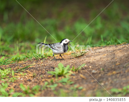 Cute bird white wagtail, Motacilla alba standing on a green lawn in spring. Cute bird white wagtail, Motacilla alba standing on a green lawn in spring. 140835855