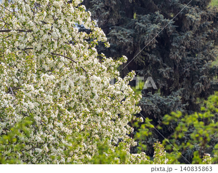 White blossoming apple trees in the sunset light. Spring season, spring colors. White blossoming apple trees in the sunset light. Spring season, spring colors. 140835863