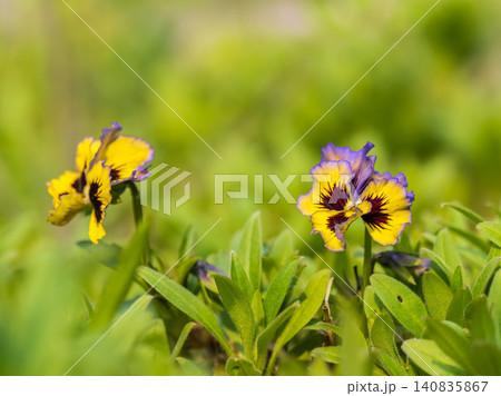 A viola pansy found in the botanical garden. viola tricolor, little pansy A viola pansy found in the botanical garden. viola tricolor, little pansy 140835867