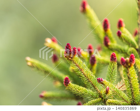 Closeup of fir branches with young buds. Spring nature concept. Fir branches with fresh shoots Closeup of fir branches with young buds. Spring nature concept. Fir branches with fresh shoots 140835869