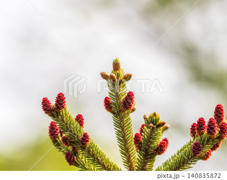 Closeup of fir branches with young buds. Spring nature concept. Fir branches with fresh shoots 140835872