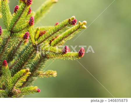 Closeup of fir branches with young buds. Spring nature concept. Fir branches with fresh shoots Closeup of fir branches with young buds. Spring nature concept. Fir branches with fresh shoots 140835873