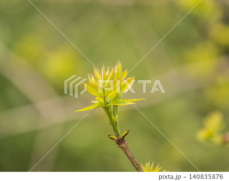 Nature of green leaf in garden at summer. Natural green leaves plants using as spring background cover page environment ecology Nature of green leaf in garden at summer. Natural green leaves plants using as spring background cover page environment ecology 140835876