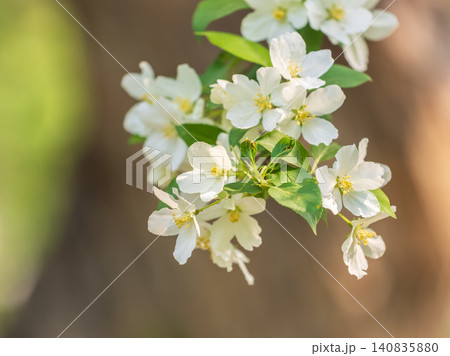White blossoming apple trees in the sunset light. Spring season, spring colors. White blossoming apple trees in the sunset light. Spring season, spring colors. 140835880