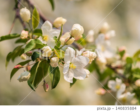White blossoming apple trees in the sunset light. Spring season, spring colors. White blossoming apple trees in the sunset light. Spring season, spring colors. 140835884