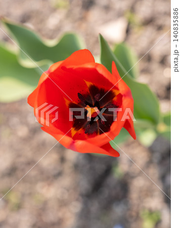 Colorful red tulips blossom in spring garden Colorful red tulips blossom in spring garden 140835886