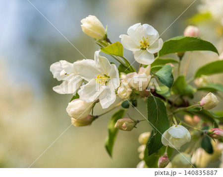 White blossoming apple trees in the sunset light. Spring season, spring colors. 140835887