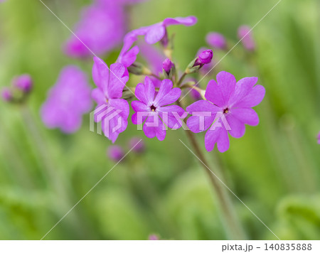 Japanese primrose, Primula sieboldii, Known also as Asiatic primrose and Cortusoides primula. Another scientific name is Primula patens. Japanese primrose, Primula sieboldii, Known also as Asiatic primrose and Cortusoides primula. Another scientific name is Primula patens. 140835888