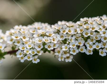 Beautiful white flowers Spirea aguta or Brides wreath. Beautiful white flowers Spirea aguta or Brides wreath. 140835894