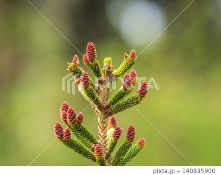Closeup of fir branches with young buds. Spring nature concept. Fir branches with fresh shoots 140835900