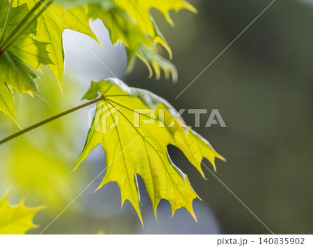 Spring branches of maple tree with fresh green leaves. Acer saccharinum, silver maple Spring branches of maple tree with fresh green leaves. Acer saccharinum, silver maple 140835902