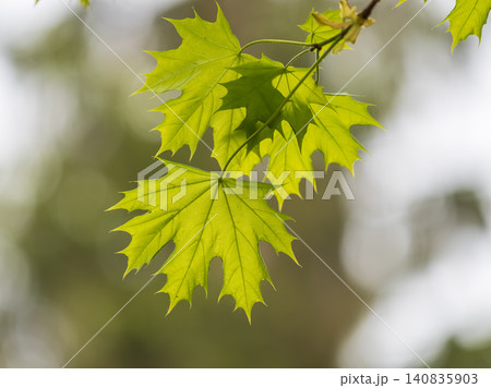 Spring branches of maple tree with fresh green leaves. Acer saccharinum, silver maple Spring branches of maple tree with fresh green leaves. Acer saccharinum, silver maple 140835903