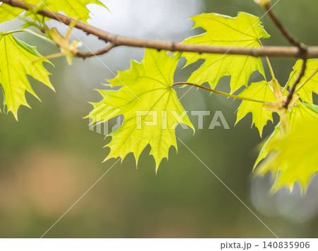Spring branches of maple tree with fresh green leaves. Acer saccharinum, silver maple Spring branches of maple tree with fresh green leaves. Acer saccharinum, silver maple 140835906