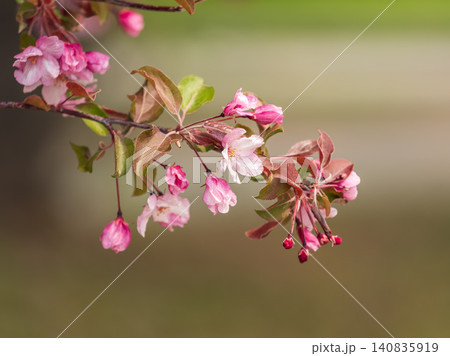 Fresh pink flowers of a blossoming apple tree with blured background 140835919