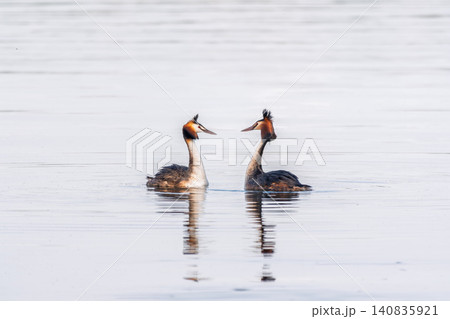 Mating games of two water birds Great Crested Grebes. Two waterfowl birds Great Crested Grebes swim in the lake with heart shaped silhouette Mating games of two water birds Great Crested Grebes. Two waterfowl birds Great Crested Grebes swim in the lake with heart shaped silhouette 140835921