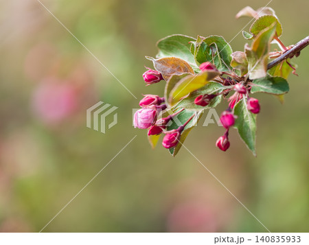 Fresh pink flowers of a blossoming apple tree with blured background Fresh pink flowers of a blossoming apple tree with blured background 140835933