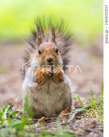 Squirrel eats a nut while sitting in green grass. Eurasian red squirrel, Sciurus vulgaris 140835937