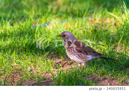 Wood bird Fieldfare, Turdus pilaris, on a sprng lawn. Wood bird Fieldfare, Turdus pilaris, on a sprng lawn. 140835951