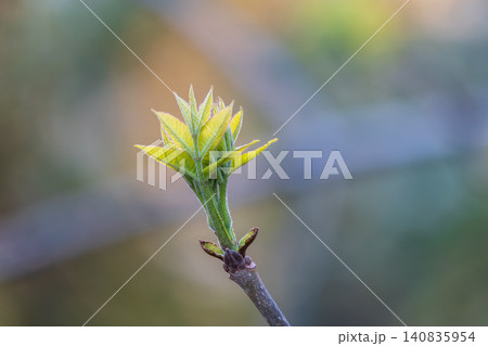 Nature of green leaf in garden at summer. Natural green leaves plants using as spring background cover page environment ecology Nature of green leaf in garden at summer. Natural green leaves plants using as spring background cover page environment ecology 140835954