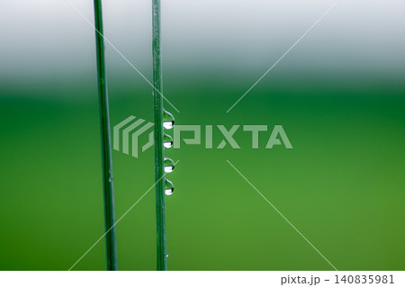 Dew drops on a wheat stalk 140835981