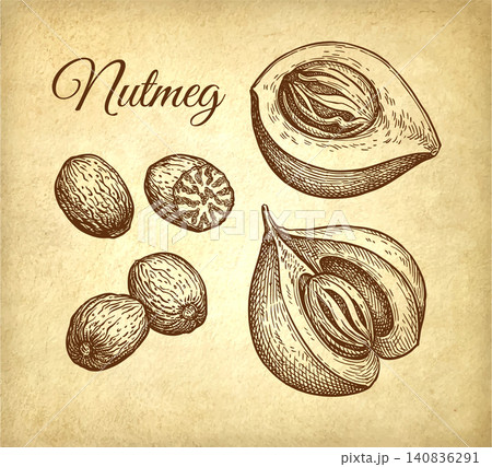 Nutmeg spices ink sketch on old paper background 140836291