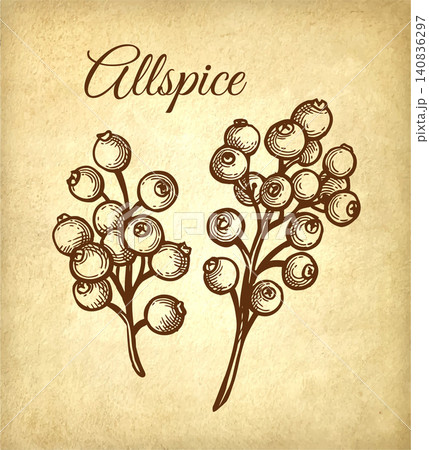 Ink sketch of allspice branch with berries Ink sketch of allspice branch with berries 140836297