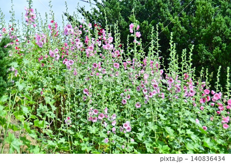 咲き乱れるタチアオイの花 咲き乱れるタチアオイの花 140836434