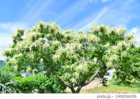 青空をバックに咲き誇る栗の花 青空をバックに咲き誇る栗の花 140836436