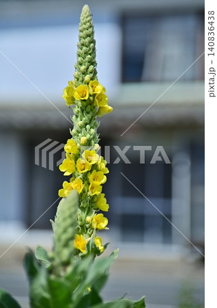 ビロードモウズイカの黄色い花 140836438