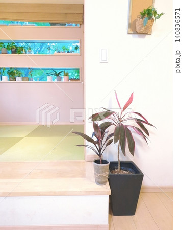 コルジリネ アイチアカ ドラセナ 観葉植物 赤い葉が美しいインテリアグリーン 鉢植え 和モダン 室内 コルジリネ アイチアカ ドラセナ 観葉植物 赤い葉が美しいインテリアグリーン 鉢植え 和モダン 室内 140836571