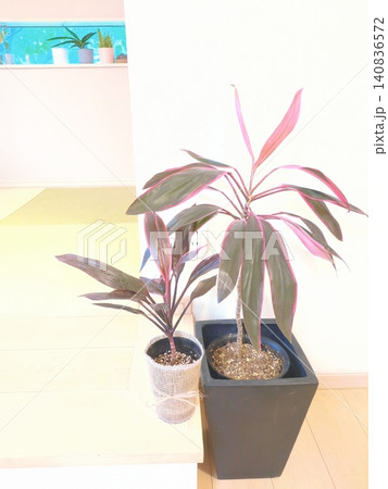 コルジリネ アイチアカ ドラセナ 観葉植物 赤い葉が美しいインテリアグリーン 鉢植え 和モダン 室内 コルジリネ アイチアカ ドラセナ 観葉植物 赤い葉が美しいインテリアグリーン 鉢植え 和モダン 室内 140836572