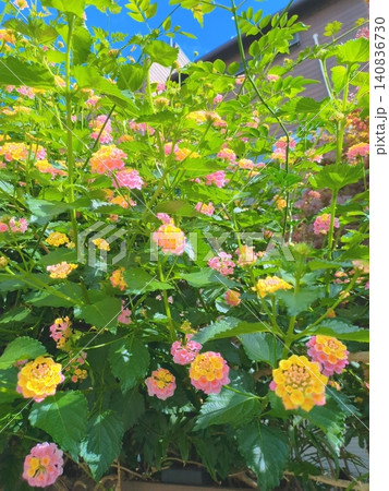 ランタナ シチヘンゲ 花 庭木 青空と満開のピンク黄色の花 ガーデニング 一戸建ての庭 初夏 住宅 140836730